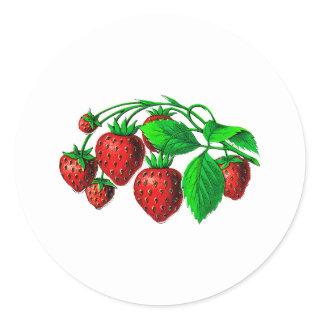 Fresh Strawberries Classic Round Sticker