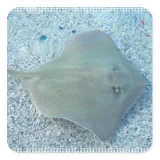 Fresh Water Stingray Sticker