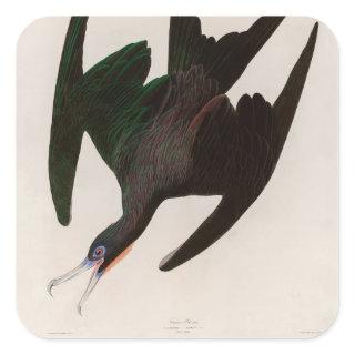 Frigate Pelican Birds of America Audubon Print Square Sticker