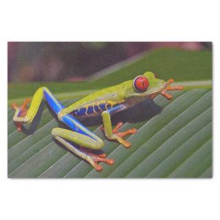 Frog Red Eye Photo Tissue Paper