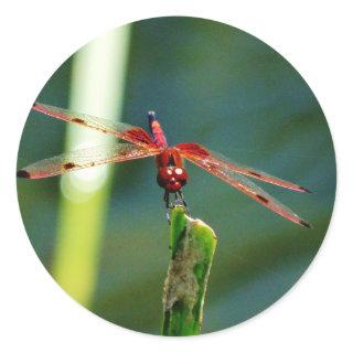 Frontal Red and Black Dragonfly Classic Round Sticker