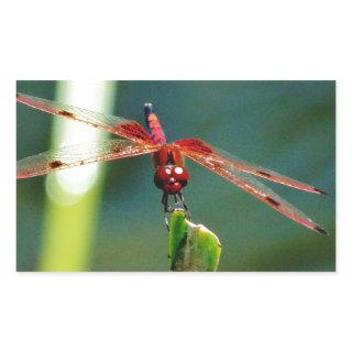 Frontal Red and Black Dragonfly Rectangular Sticker