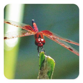 Frontal Red and Black Dragonfly Square Sticker