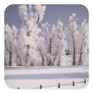 Frost Covered Trees and Fence, Colorado Square Sticker