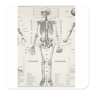 Full Body Skeleton - Vintage Anatomy Square Sticker