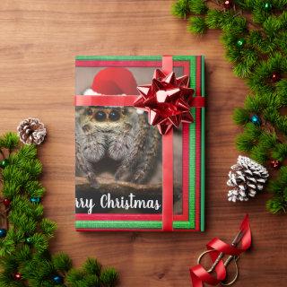 Fun Jumping Spider in Santa Hat Christmas