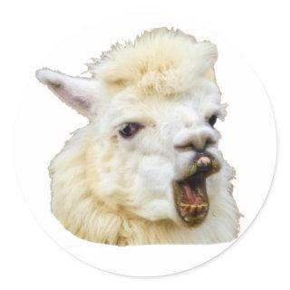 Funny face laughing Alpaka Crazy Lama teeth Classic Round Sticker