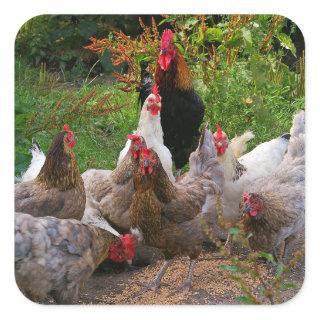 Funny Farmyard Chickens & Rooster Glossy Stickers