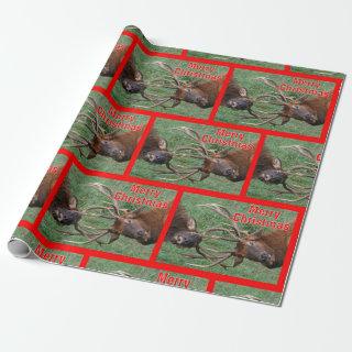 Funny Sparring Bull Elk Merry Christmas