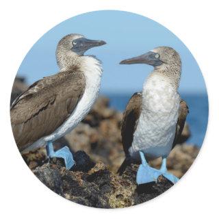 Galapagos Islands, Isabela Island Classic Round Sticker