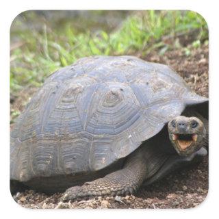 Galapagos Tortoise with mouth open Square Sticker