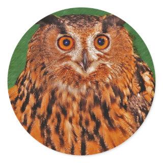 Gazing Owl Classic Round Sticker