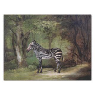 George Stubbs | Zebra (1763) Tissue Paper