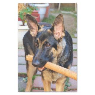 German Shepherd by Shirley Taylor Tissue Paper