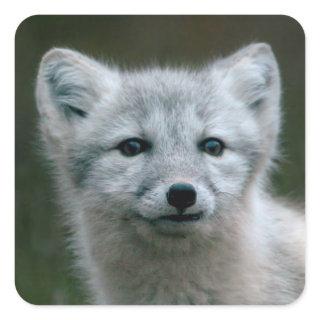 Getty Images | Arctic Fox Kit Square Sticker