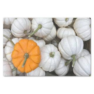 Ghost Pumpkins with a sneaky orange one  Tissue Paper