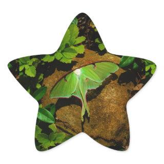 Giant Green Luna moth Star Sticker
