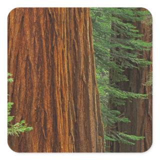 Giant Sequoia trunks in forest, Yosemite Square Sticker