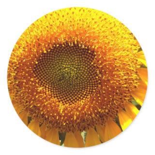 Giant yellow mammoth Sunflower Classic Round Sticker