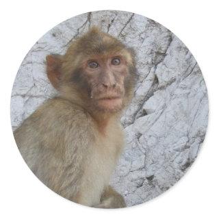 Gibraltar Monkey stickers