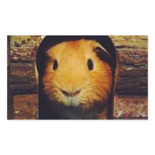 Ginger Guinea Pig Gifts Rectangular Sticker