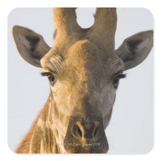 Giraffe (Giraffa camelopardalis) portrait Square Sticker