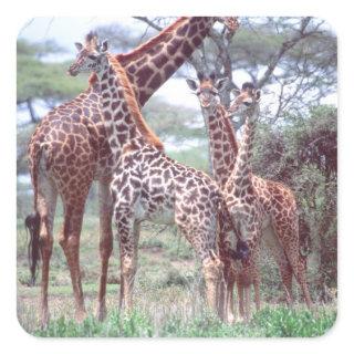 Giraffe Group or Herd w/ Young, Giraffa Square Sticker