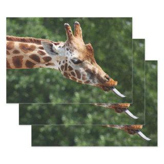 Giraffe with Tongue Out  Sheets