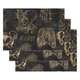 Gold Anatomy Drawings on Black  Sheets