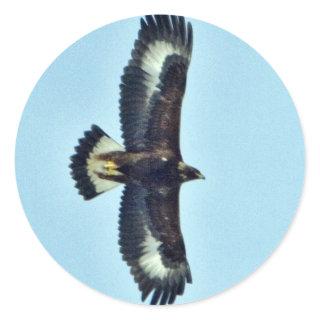 Golden Eagle in Flight Classic Round Sticker