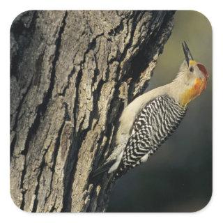 Golden-fronted Woodpecker, Melanerpes Square Sticker