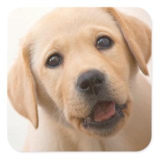 Golden Labrador Puppy Square Sticker