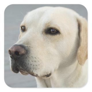 Golden Labrador Retriever Photograph Square Sticker