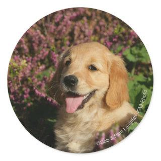 Golden Retreiver Puppy Classic Round Sticker