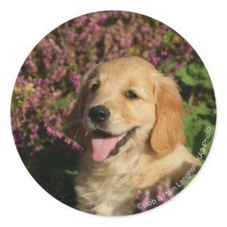 Golden Retreiver Puppy Classic Round Sticker