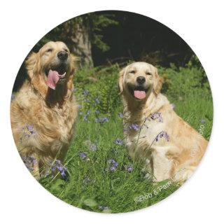 Golden Retreivers in Grass Classic Round Sticker