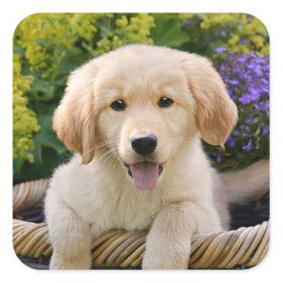 Golden Retriever Baby Dog Puppy Funny Pet Photo -- Square Sticker