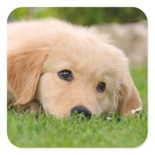 Golden Retriever Cute Puppy Dreaming Dog Portrait Square Sticker