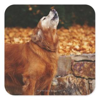 Golden retriever dog howling on path square sticker