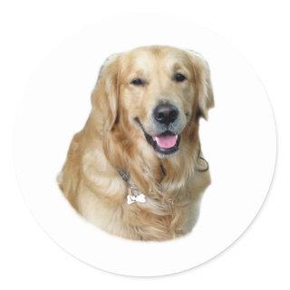 Golden Retriever dog photo portrait Classic Round Sticker