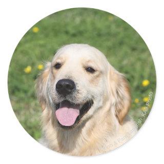 Golden Retriever Headshot 1 Classic Round Sticker