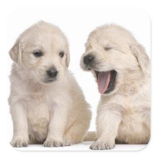Golden Retriever puppies (4 weeks old) Square Sticker