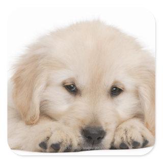 Golden retriever puppy (20 weeks old) square sticker