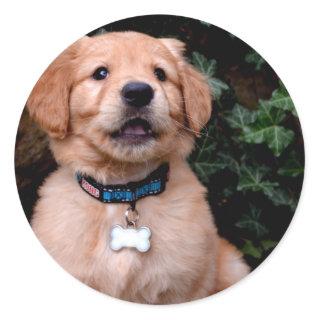Golden Retriever Puppy Classic Round Sticker