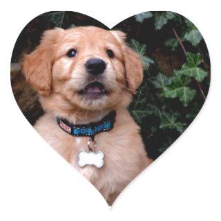 Golden Retriever Puppy Heart Sticker