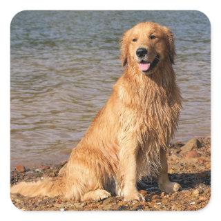 Golden Retriever Sitting Square Square Sticker