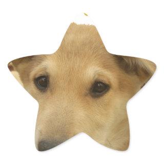 Golden Wisdom: A Dog's-Eye View of Life's School Star Sticker