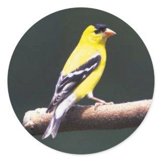 Goldfinch on a tree branch. classic round sticker
