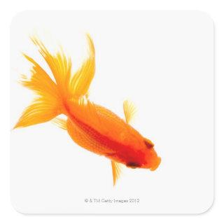 Goldfish, overhead view square sticker