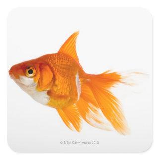 Goldfish, side view square sticker